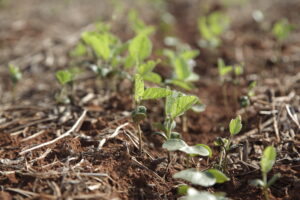 Confaz prorroga desoneração de insumos agropecuários