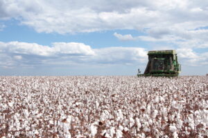 Abrapa elevou a estimativa de produção da safra de algodão 2022/2023