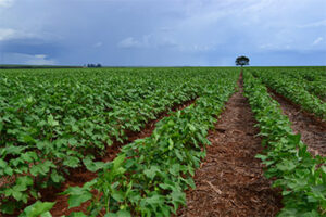 Com o MIP, cotonicultura brasileira supera as adversidades naturais do clima tropical