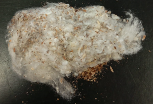 Abrapa alerta produtores sobre a contaminação por seed coat no algodão brasileiro