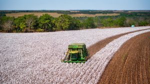 Dia Mundial do Algodão: Brasil é líder em exportação e produção sustentável