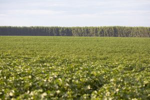 Carbono é tema principal de reunião do Comitê ESG da Abrapa