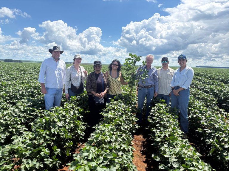 Equipe da IDH visita o Brasil em agenda voltada para a produção sustentável de algodão